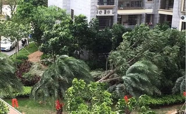 17年前的一段视频为何成传播热点|广电如何激活媒资