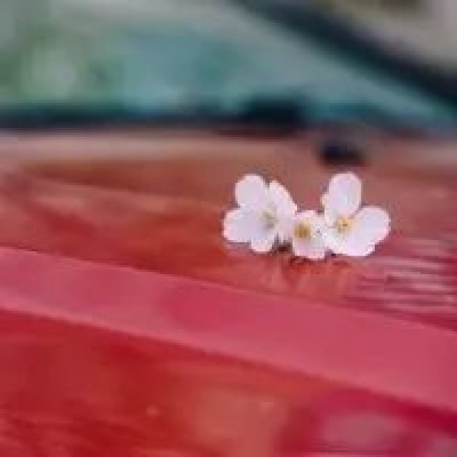 <b>佳句|做一个不凑合不打折不便宜不糟糕的好姑娘</b>
