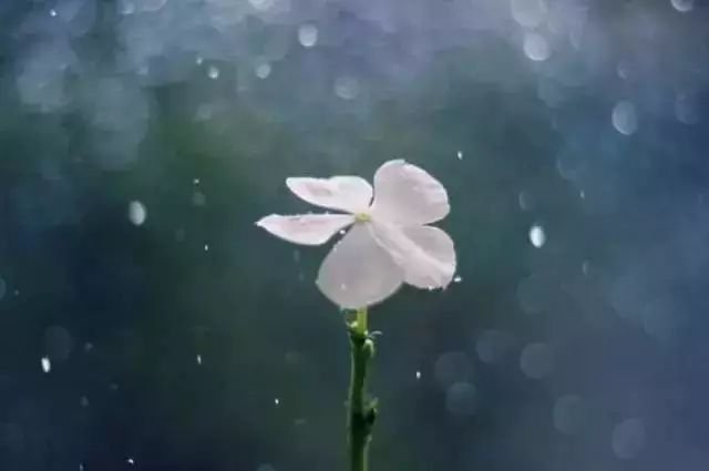 散文:拈一朵落花,执笔写意人生