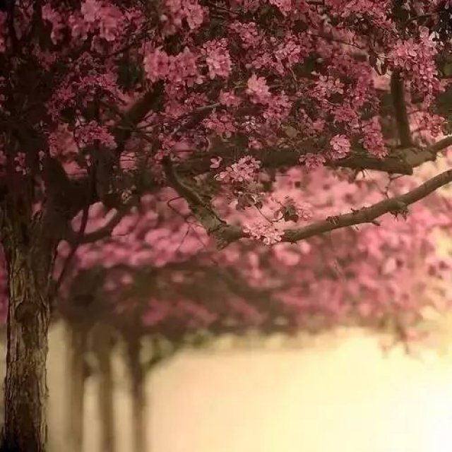 白落梅:一念花开,一念花落